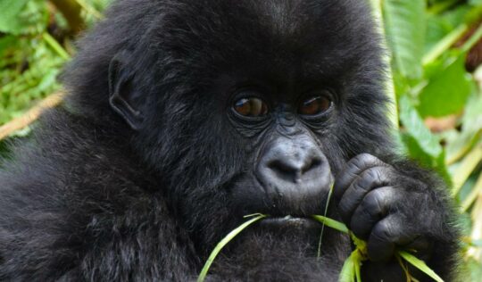 young-gorilla-uganda-eating-leaves-alone