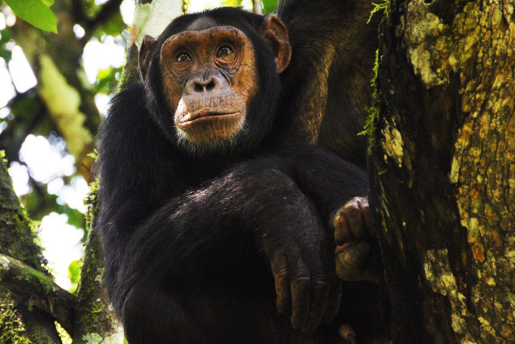 Chimpanzee at Kibala N.P. Las Vegas Tours and Travels