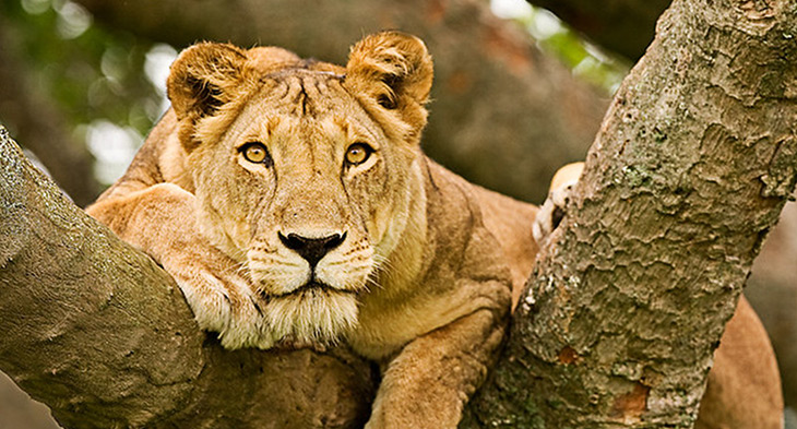 lioness-in-a-tree