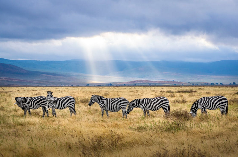 IMG Tanzania Safaris, Las Vegas Tours & Travel