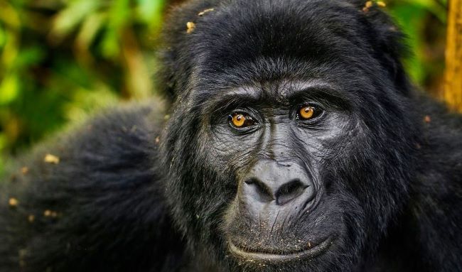 Gorilla in Congpo National Park