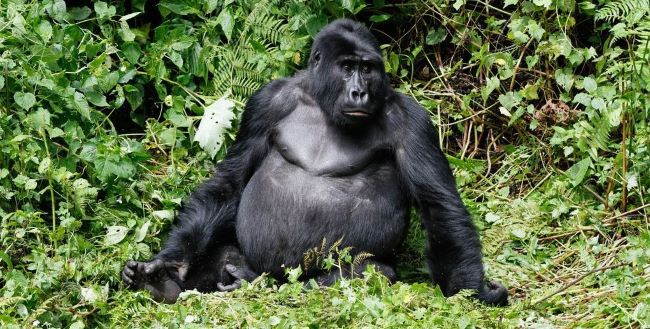 IMG Gorilla Trekking in Africa