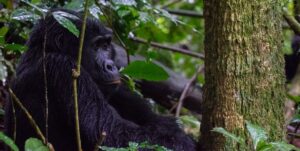 Gorilla in Uganda National Park