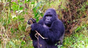 Gorilla in Uganda